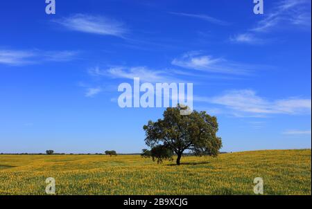 Portugal, Alentejo, Evora. Einsame Korkeiche - Quercus suber, auf einem Feld gelber Lupinenblüten im Frühling. Stockfoto