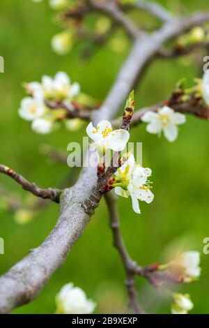 Nahaufnahme von weiß blühenden apfelblüten und frisch wachsenden Trieben an einem Baum. Vertikales Format, Hintergrundunschärfe. Stockfoto