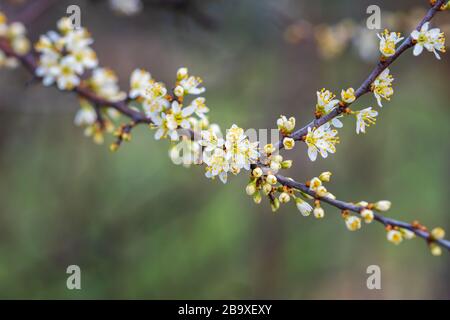 Nahaufnahme von weiß blühenden Schwarzdornblüten und ungeöffneten Knospen auf der Perücke eines Schlehenbaums (Prunus spinosa). Hintergrundunschärfe mit Kopierbereich. Stockfoto