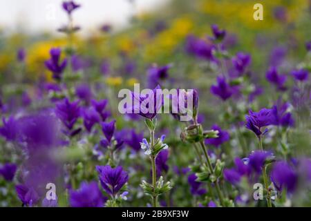 Salvia viridis (jährlich clary, orval oder Bluebeard) ist eine jährliche Pflanze, die in einem Gebiet beheimatet ist, das sich vom Mittelmeer über die Krim bis in den Iran erstreckt. P Stockfoto