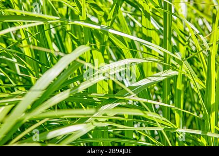 Lebhafte grüne Schilf und Gräser an einem Sommertag in der englischen Landschaft, England, Großbritannien Stockfoto