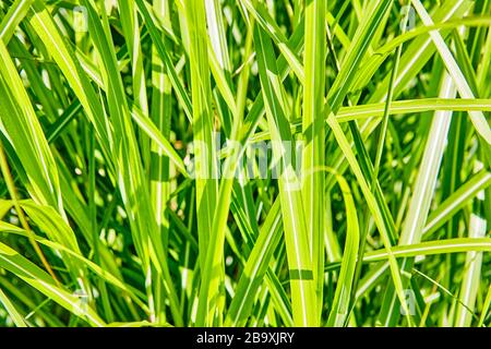 Lebhafte grüne Schilf und Gräser an einem Sommertag in der englischen Landschaft, England, Großbritannien Stockfoto