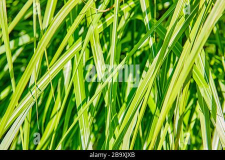 Lebhafte grüne Schilf und Gräser an einem Sommertag in der englischen Landschaft, England, Großbritannien Stockfoto