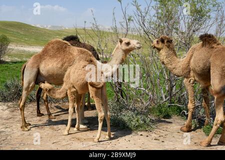 Ein weibliches arabisches Kamel (Camelus dromedarius) ernährt ihre neu geborenen Nachkommen. Fotografierte Kidron Valley, Judaean Desert, West Bank Palestine Israel in M Stockfoto