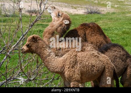 Zwei junge Dromedarkamele, die sich aus einem Busch ernährten, fotografierten im März Kidron-Tal, die judaische Wüste, das Westjordanland Palästina Israel Stockfoto