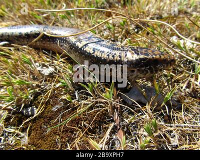 Nahaufnahme von Chalcides ocellatus auf dem Boden unter dem Sonnenlicht In Malta Stockfoto