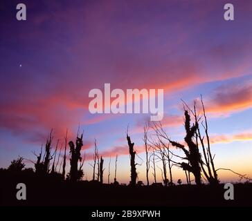 Guernsey. Abenddämmerung mit Silhouette von grünen Bäumen, einsamer Figur und Hausdach. Stockfoto