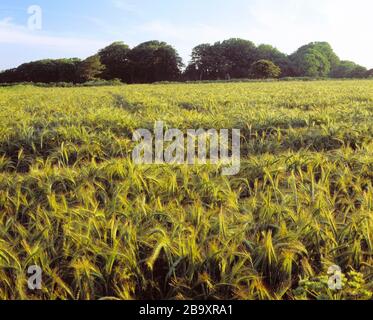 Guernsey. Landwirtschaft. Zuschneiden. Gerste. Stockfoto