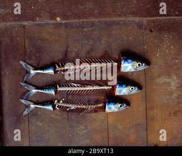 Stillleben. Essen. Roher Fisch. Drei frisch gefangene, verfilzte Makrele auf altem Holzboot-Deck. Stockfoto