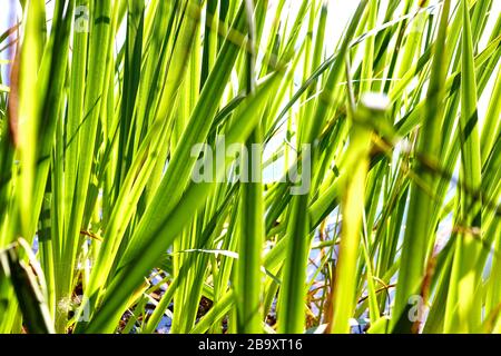 Lebhafte grüne Schilf und Gräser an einem Sommertag in der englischen Landschaft, England, Großbritannien Stockfoto