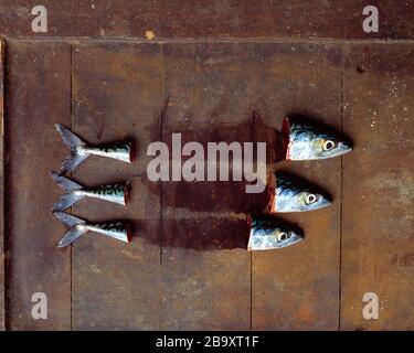 Stillleben. Essen. Roher Fisch. Schneiden Sie Köpfe und Schwänze von drei frisch gefangenen Makrelen auf dem alten Holzboot-Deck. Stockfoto