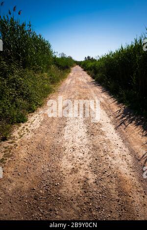 Schmutzbahn durch den Marjal bei Font Salada, Oliva, Spanien Stockfoto