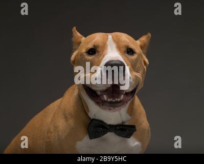 Staffordshire Terrier lächelt in einer Schleife, schaut auf den Betrachter, grauer Hintergrund Stockfoto