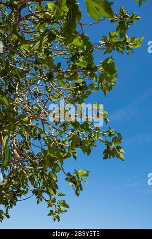 FIF-Baum im Marjal bei Font Salada, Oliva, Spanien Stockfoto