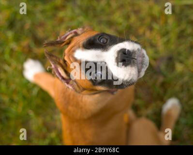 Vier Monate alter Boxer-Hundewelpe auf grünem Gras, Porträt, Blick auf die Kamera, Draufsicht Stockfoto