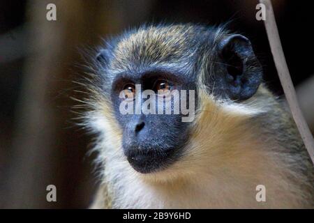 Green Monkey (Chlorocebus sabaeus), Portrait, Abuko Forest Reserve, Gambia. Stockfoto