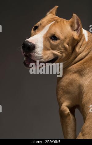 Staffordshire Terrier Hund gelb-weiß auf grauem Hintergrund, Studioleuchte Stockfoto