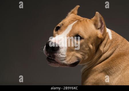 Staffordshire Terrier Hund gelb-weiß auf grauem Hintergrund, Studioleuchte Stockfoto