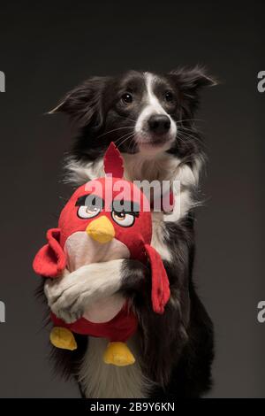 Border Collie Hund schwarz-weiß mit einem roten Spielzeug auf grauem Hintergrund, Studioleuchte Stockfoto