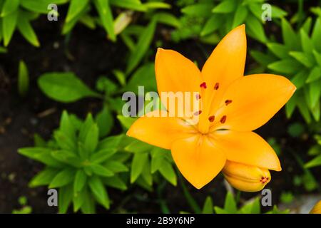 Orangefarbene, cremefarbene Liliensorten am Sommernachmittag auf grünem Gras und Felsen. Stockfoto