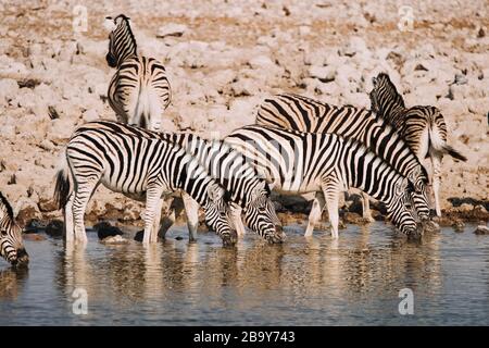 Afrika-Nationalpark mit Zebras, die aus dem Wasserloch trinken Stockfoto