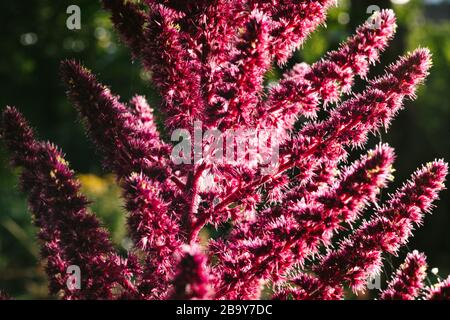 Amaranth ist als Blatt Gemüse, Getreide und Zierpflanzen in Südamerika angebaut. Amaranth Samen sind reich an Proteinen und Aminosäuren Stockfoto