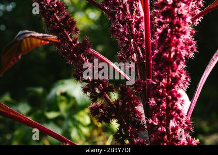 Amaranth ist als Blatt Gemüse, Getreide und Zierpflanzen in Südamerika angebaut. Amaranth Samen sind reich an Proteinen und Aminosäuren Stockfoto