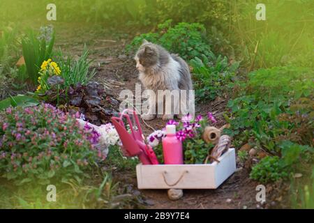 Katz- und Gartengeräte in der Natur. Auf dem Gras und Gartenwerkzeugen ruhende Katze. Stockfoto