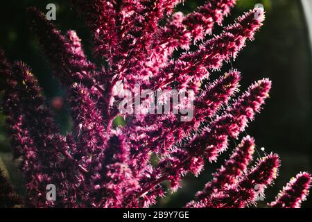 Amaranth ist als Blatt Gemüse, Getreide und Zierpflanzen in Südamerika angebaut. Amaranth Samen sind reich an Proteinen und Aminosäuren Stockfoto