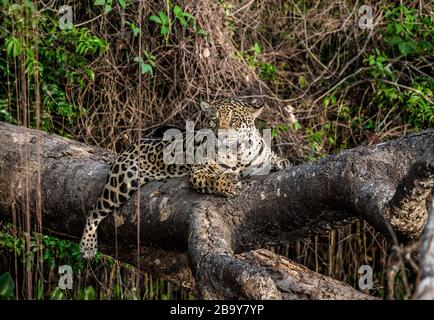 Jaguar liegt auf einem malerischen Baum mitten im Dschungel. Südamerika. Brasilien. Pantanal National Park. Stockfoto