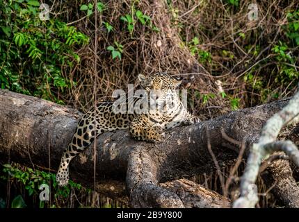 Jaguar liegt auf einem malerischen Baum mitten im Dschungel. Südamerika. Brasilien. Pantanal National Park. Stockfoto