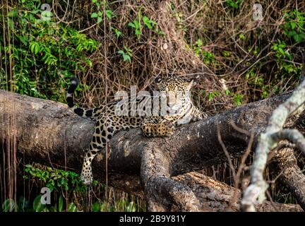 Jaguar liegt auf einem malerischen Baum mitten im Dschungel. Südamerika. Brasilien. Pantanal National Park. Stockfoto