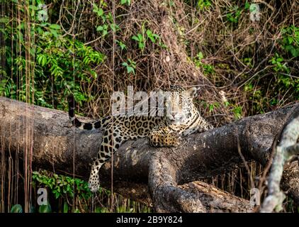 Jaguar liegt auf einem malerischen Baum mitten im Dschungel. Südamerika. Brasilien. Pantanal National Park. Stockfoto