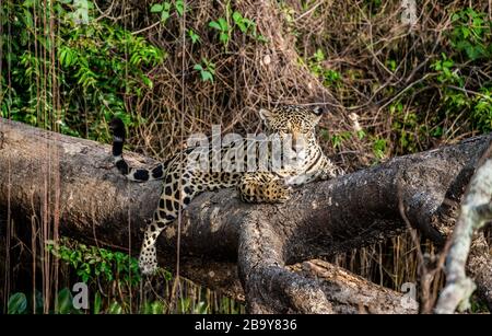 Jaguar liegt auf einem malerischen Baum mitten im Dschungel. Südamerika. Brasilien. Pantanal National Park. Stockfoto