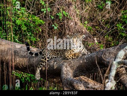 Jaguar liegt auf einem malerischen Baum mitten im Dschungel. Südamerika. Brasilien. Pantanal National Park. Stockfoto