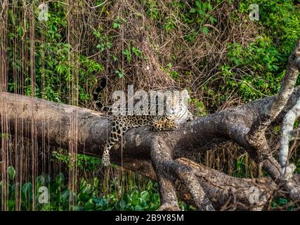 Jaguar liegt auf einem malerischen Baum mitten im Dschungel. Südamerika. Brasilien. Pantanal National Park. Stockfoto