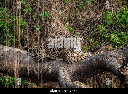 Jaguar liegt auf einem malerischen Baum mitten im Dschungel. Südamerika. Brasilien. Pantanal National Park. Stockfoto