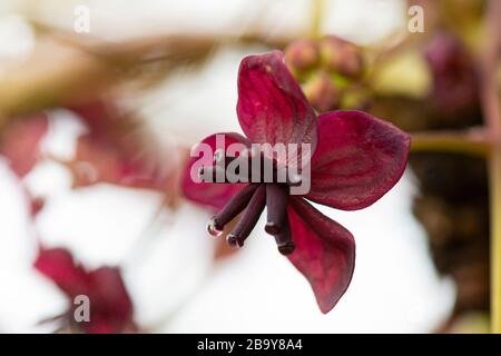 Eine Nahaufnahme der Blume einer Schokoladenrebe (Akebia quinata) Stockfoto