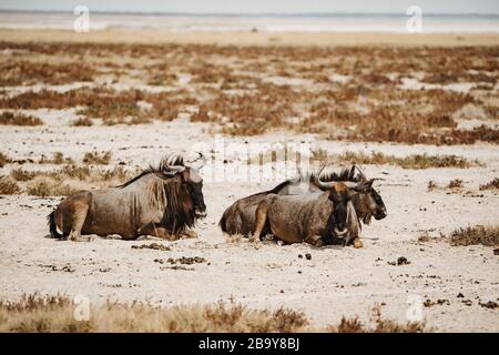 Zwei wildeste, die sich in den ariden Ebenen Afrikas niederlegen Stockfoto