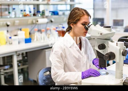 Wissenschaftlerinnen, die im Labor durch das Mikroskop schauen Stockfoto