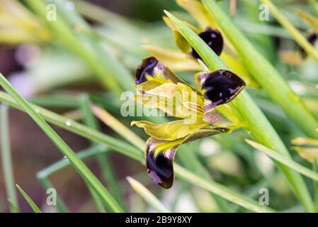 Die Blume der Kopfiris einer Schlange (Iris tuberosa) Stockfoto