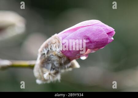 Wassertropfen auf der Blumenknospe einer magnolie 'Leonards Messel' (Magnolia × loebneri 'Leonard Messel') Stockfoto