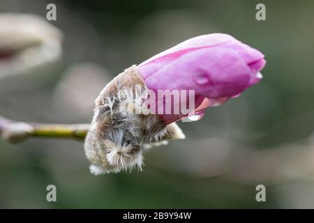 Wassertropfen auf der Blumenknospe einer magnolie 'Leonards Messel' (Magnolia × loebneri 'Leonard Messel') Stockfoto