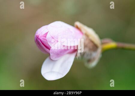 Wassertropfen auf der Blumenknospe einer magnolie 'Leonards Messel' (Magnolia × loebneri 'Leonard Messel') Stockfoto