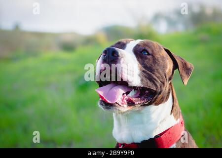 American Stanford oder Staffordshire auf dem Feld mit Kopierbereich für Text Stockfoto