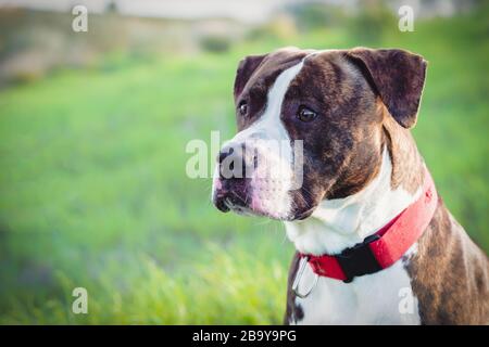 American Stanford oder Staffordshire auf dem Feld mit Kopierbereich für Text Stockfoto