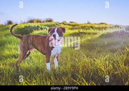 American Stanford oder Staffordshire auf dem Feld mit Kopierbereich für Text Stockfoto