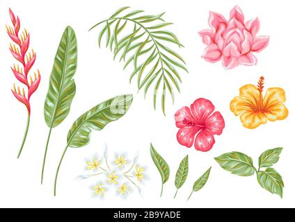 Set mit tropischen Blumen und Blättern. Stock Vektor