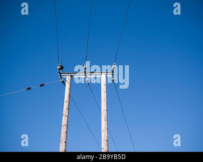 Dreiphasige Hochspannungs-Stromverteilerkabel, 33 kV, an Holzmasten montiert. Stockfoto