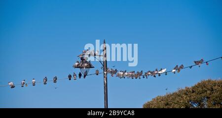 Möwen auf dem Lichtdraht, der Lampenpfosten gegen einen blauen Himmel verbindet. Stockfoto